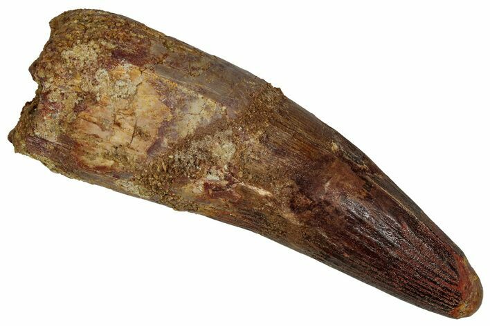 Fossil Spinosaurus Tooth - Feeding Worn Tip #355723